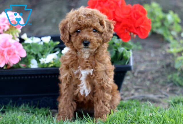 Lizzy Cockapoo image