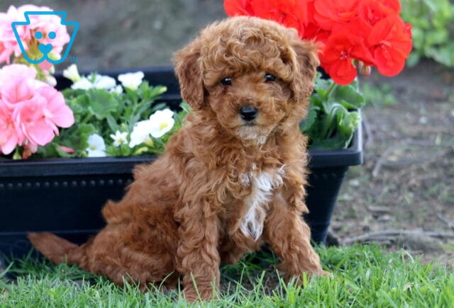 Lizzy Cockapoo2 image