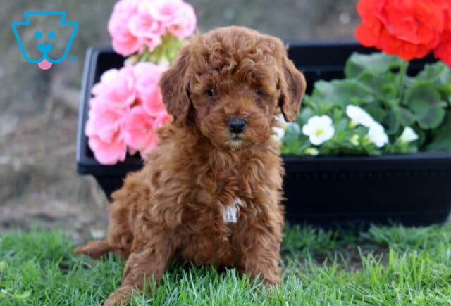 Lola Cockapoo image