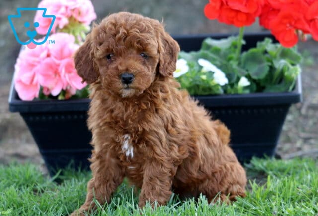 Lola Cockapoo2 image