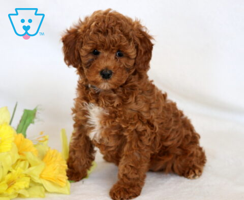 Lola Mini Poodle