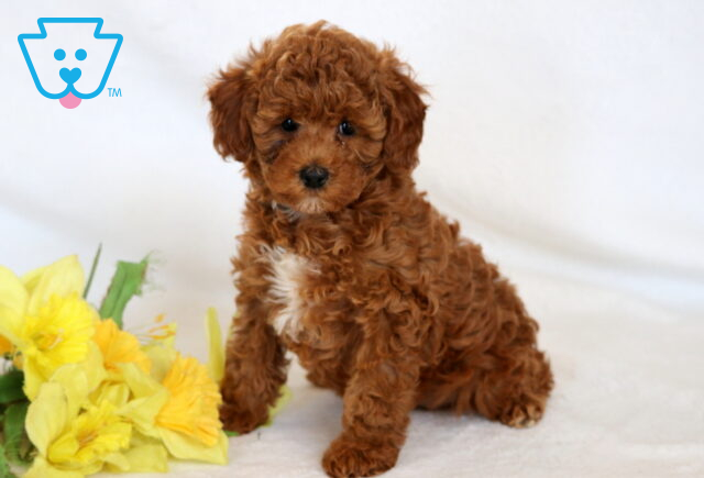 Lola Mini Poodle image