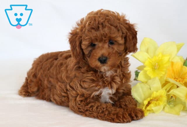 Lola Mini Poodle2 image