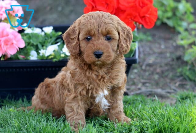 Love Cockapoo image