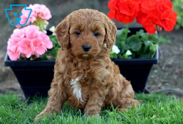 Love Cockapoo2 image