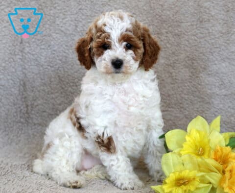Lovey Mini Poodle