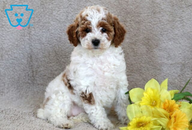 Lovey Mini Poodle image