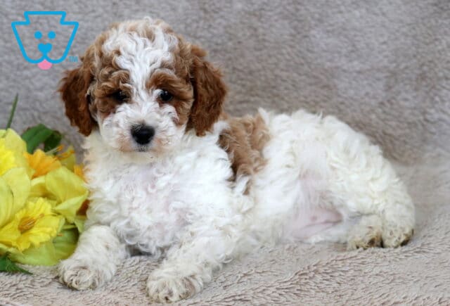 Lovey Mini Poodle2 image