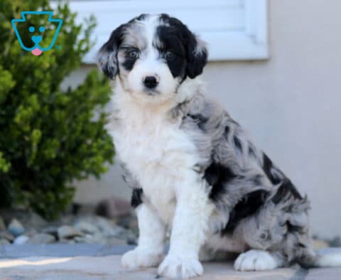 Lucy Mini Aussiedoodle