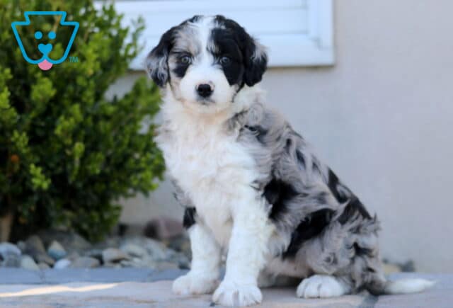Lucy Mini Aussiedoodle image