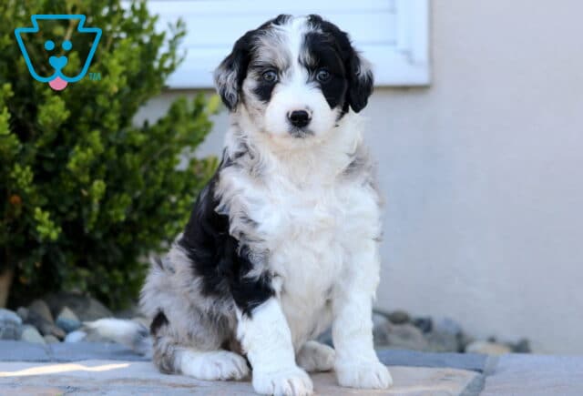 Lucy Mini Aussiedoodle2 image