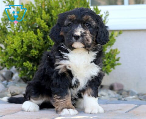 Luna Mini Bernedoodle