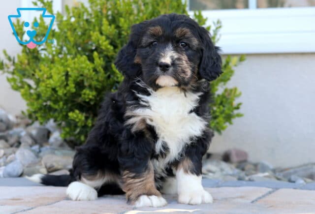 Luna Mini Bernedoodle image