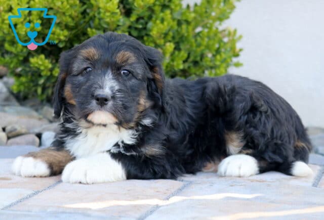 Luna Mini Bernedoodle2 image