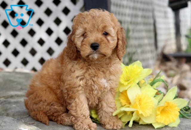 Maggie COckapoo2 image