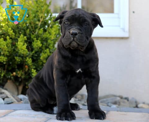 Maggie Cane Corso