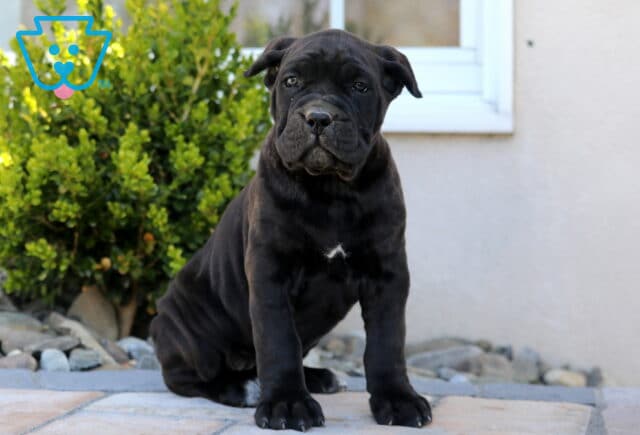 Maggie Cane Corso image