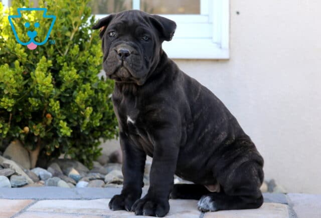 Maggie Cane Corso2 image