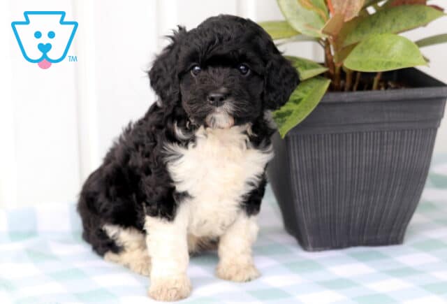 Major Cavapoo image