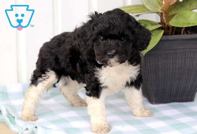 Major Cavapoo2 image