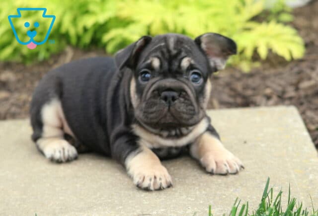 Maple Frenchie image