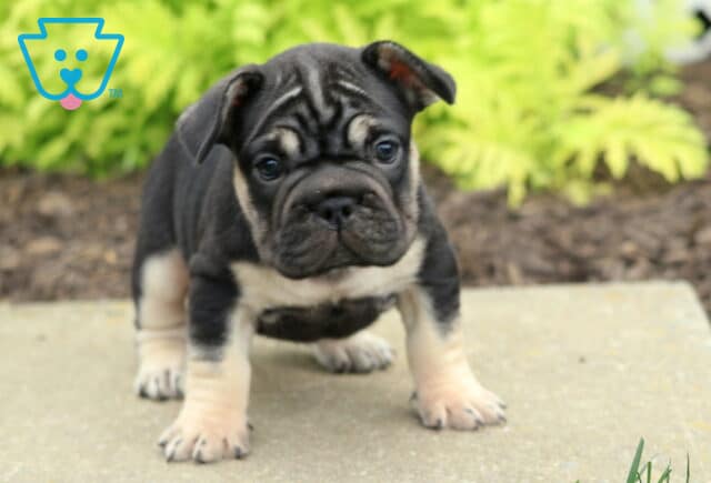 Maple Frenchie2 image