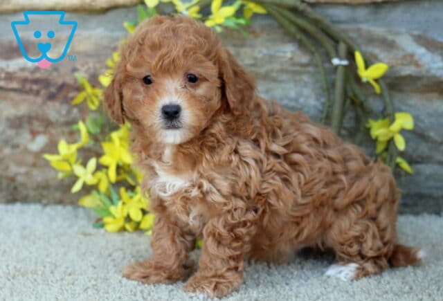 Marco Poodle MIx image