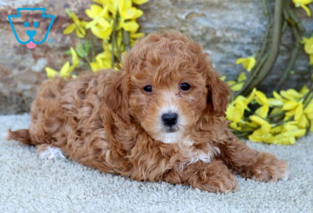 Marco Poodle MIx2 image