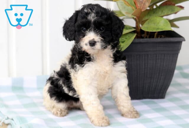 Marie Cavapoo image