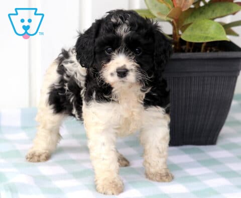 Marie Cavapoo2