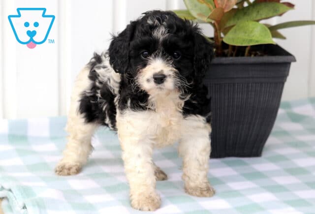 Marie Cavapoo2 image