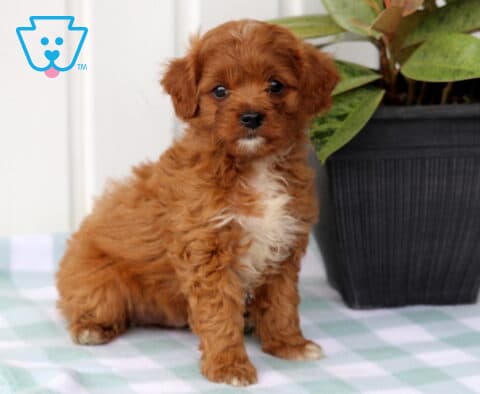 Marlow Cavapoo