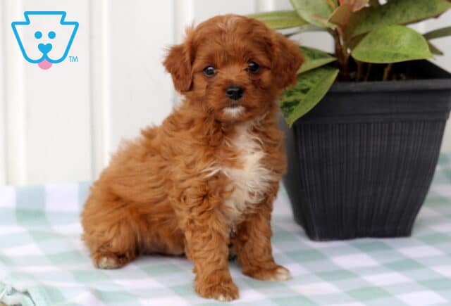 Marlow Cavapoo image