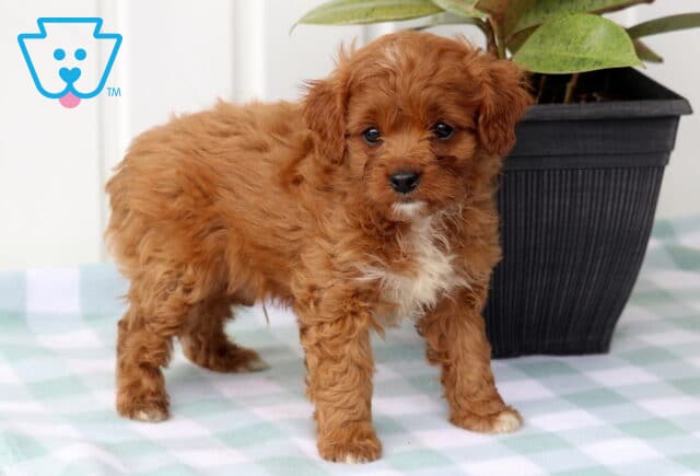 Marlow Cavapoo2 image