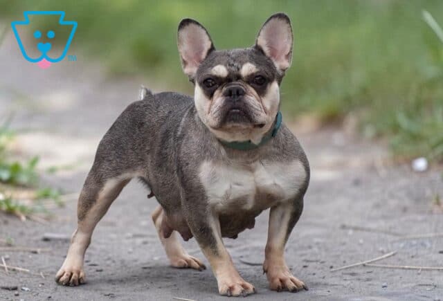 Marty French Bulldog Abner Fisher image