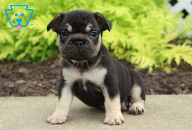 Mason Frenchie image