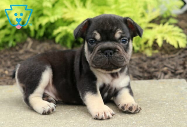 Mason Frenchie2 image