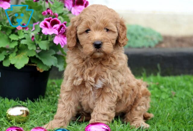 Mason Mini Goldendoodle image