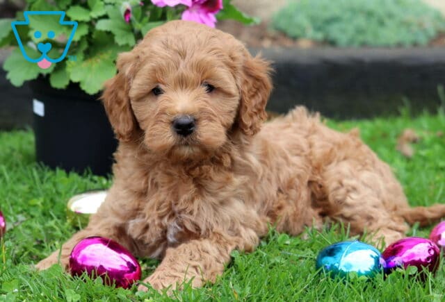 Mason Mini Goldendoodle2 image