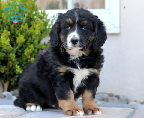 Max Mini Bernedoodle