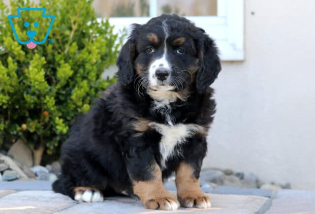 Max Mini Bernedoodle image