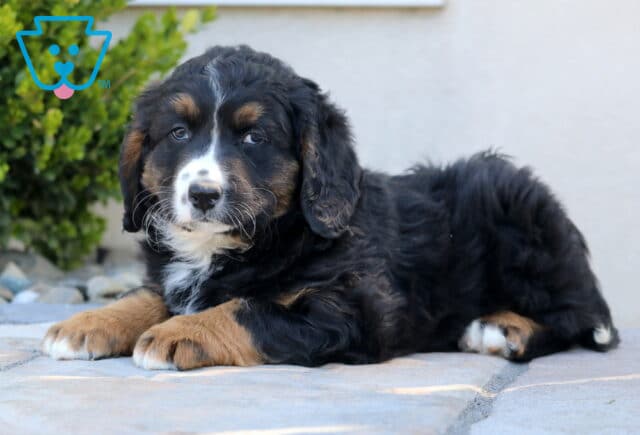 Max Mini Bernedoodle2 image