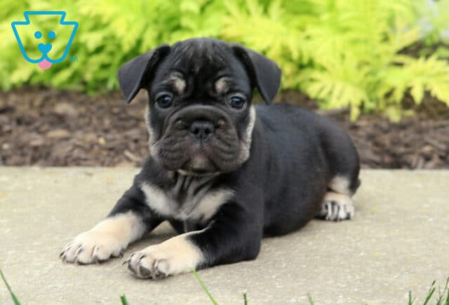 Maxy Frenchie2 image