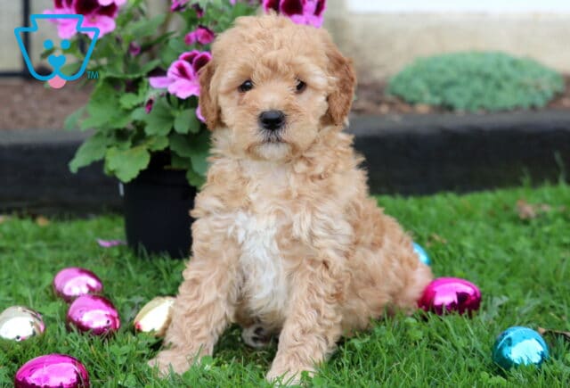 Mini Goldendoodle puppy with a light apricot wavy coat sitting on green grass surrounded by colorful Easter eggs and blooming pink flowers image