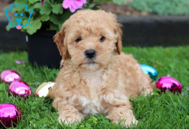 Fluffy Mini Goldendoodle puppy with a soft apricot coat resting on green grass near colorful Easter eggs and pink flowers image