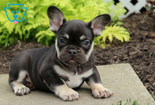 Meadow Frenchie image