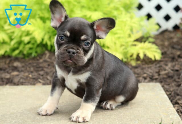 Meadow Frenchie2 image