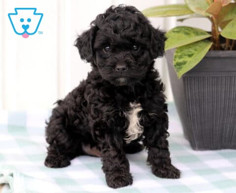 Miles Cavapoo