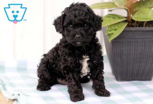 Miles Cavapoo image