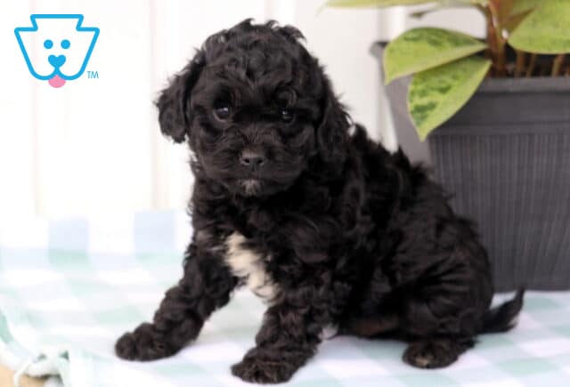 Miles Cavapoo2 image